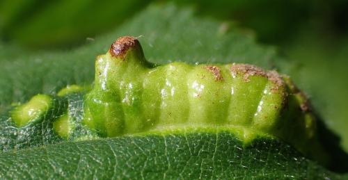 Tetraneura sp.